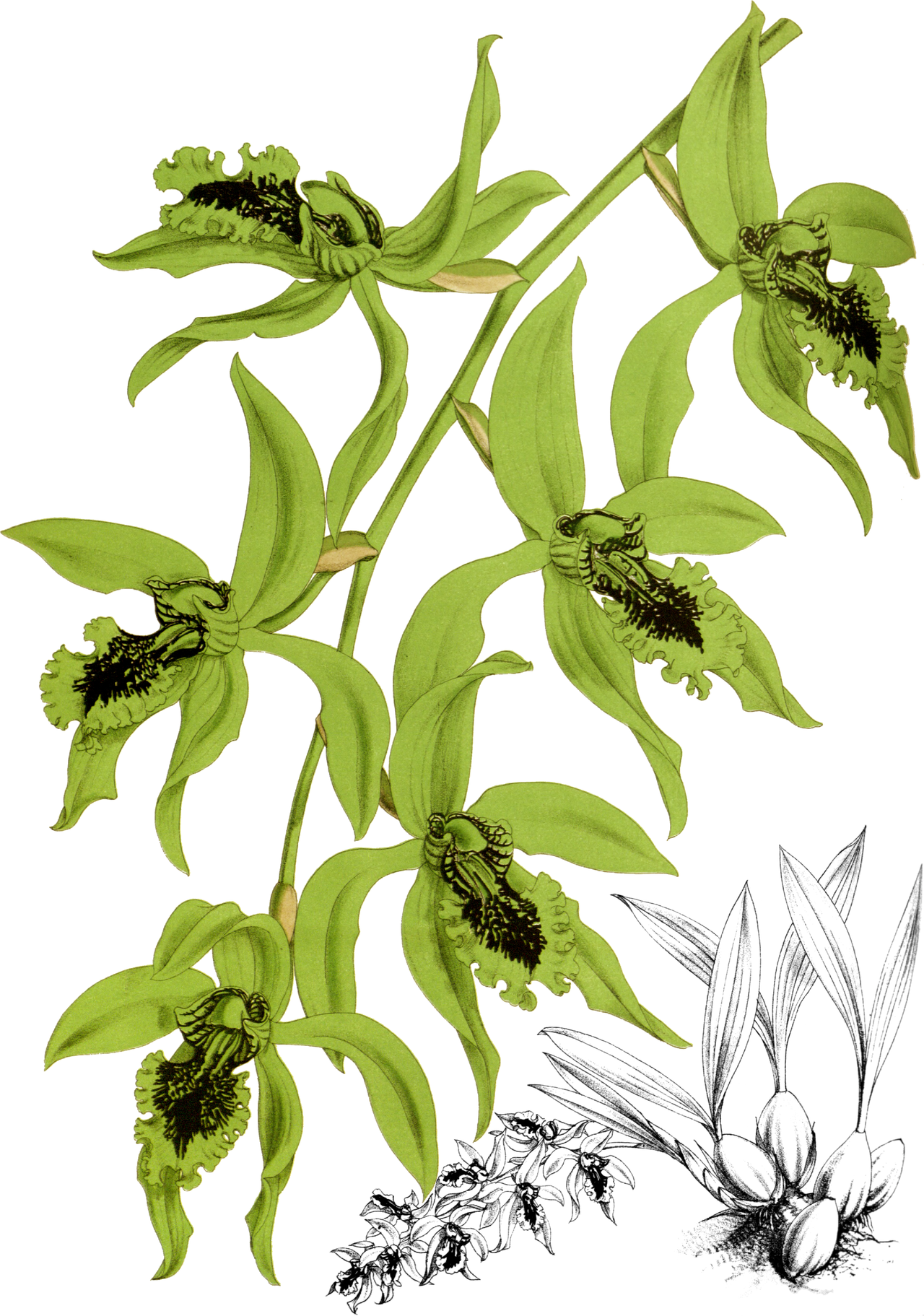 Coelogyne pandurata