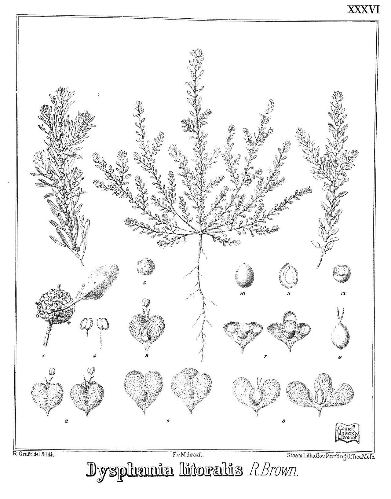 Dysphania littoralis