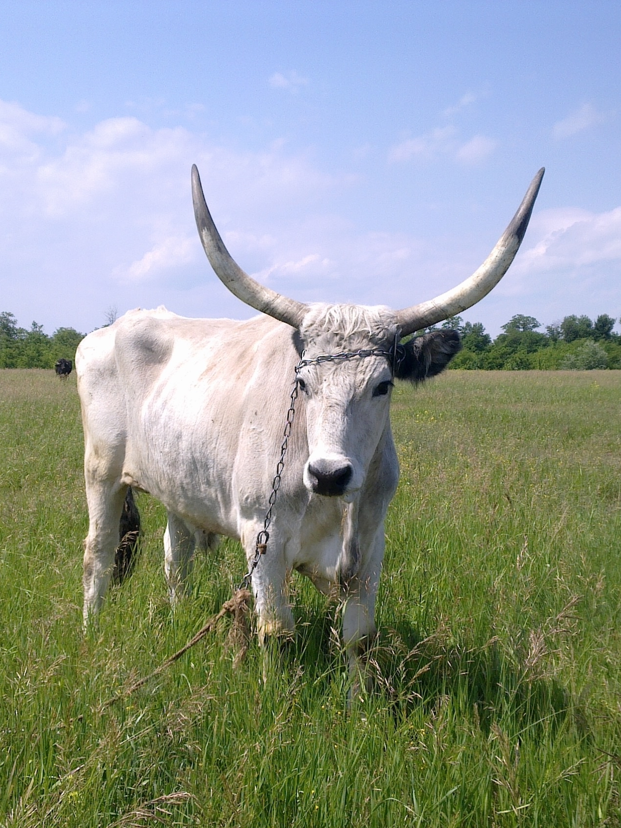 Ukrainian Grey cattle