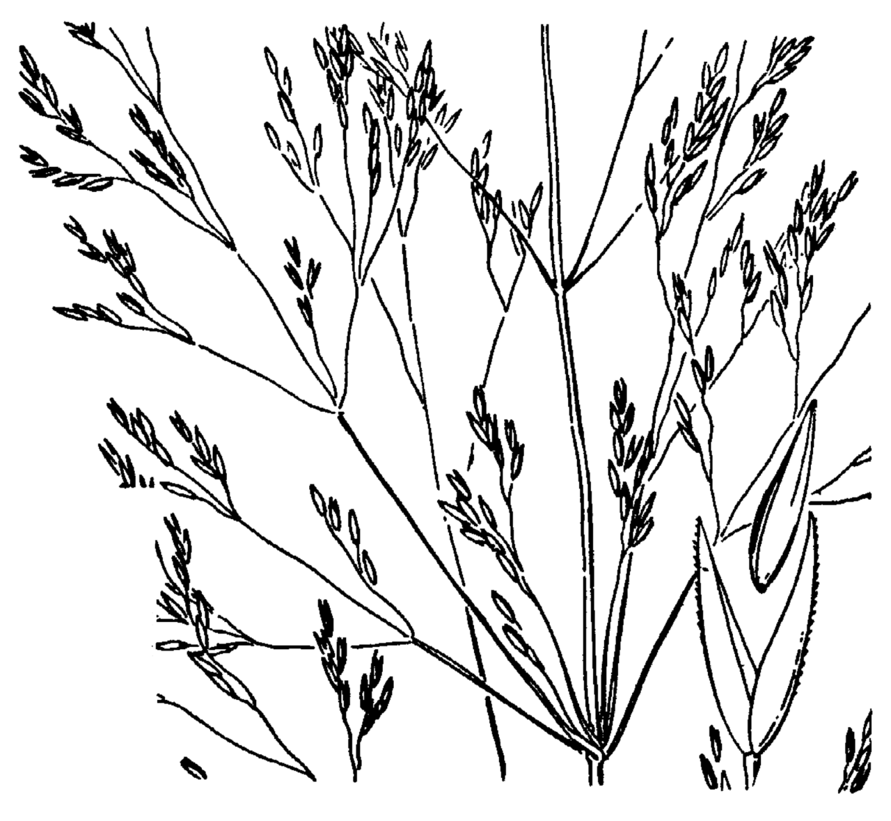 Agrostis oregonensis