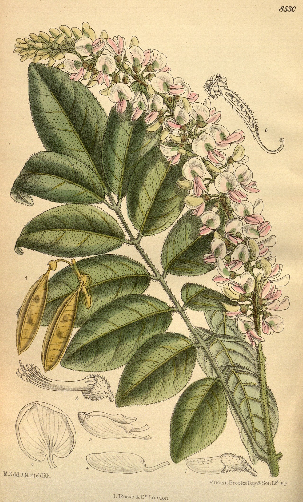 Derris oligosperma
