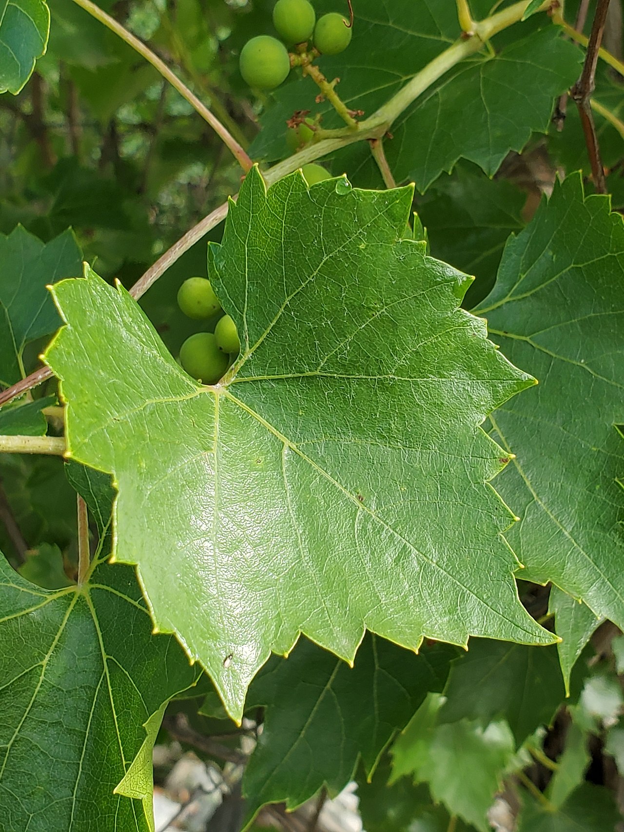 Mountain grape