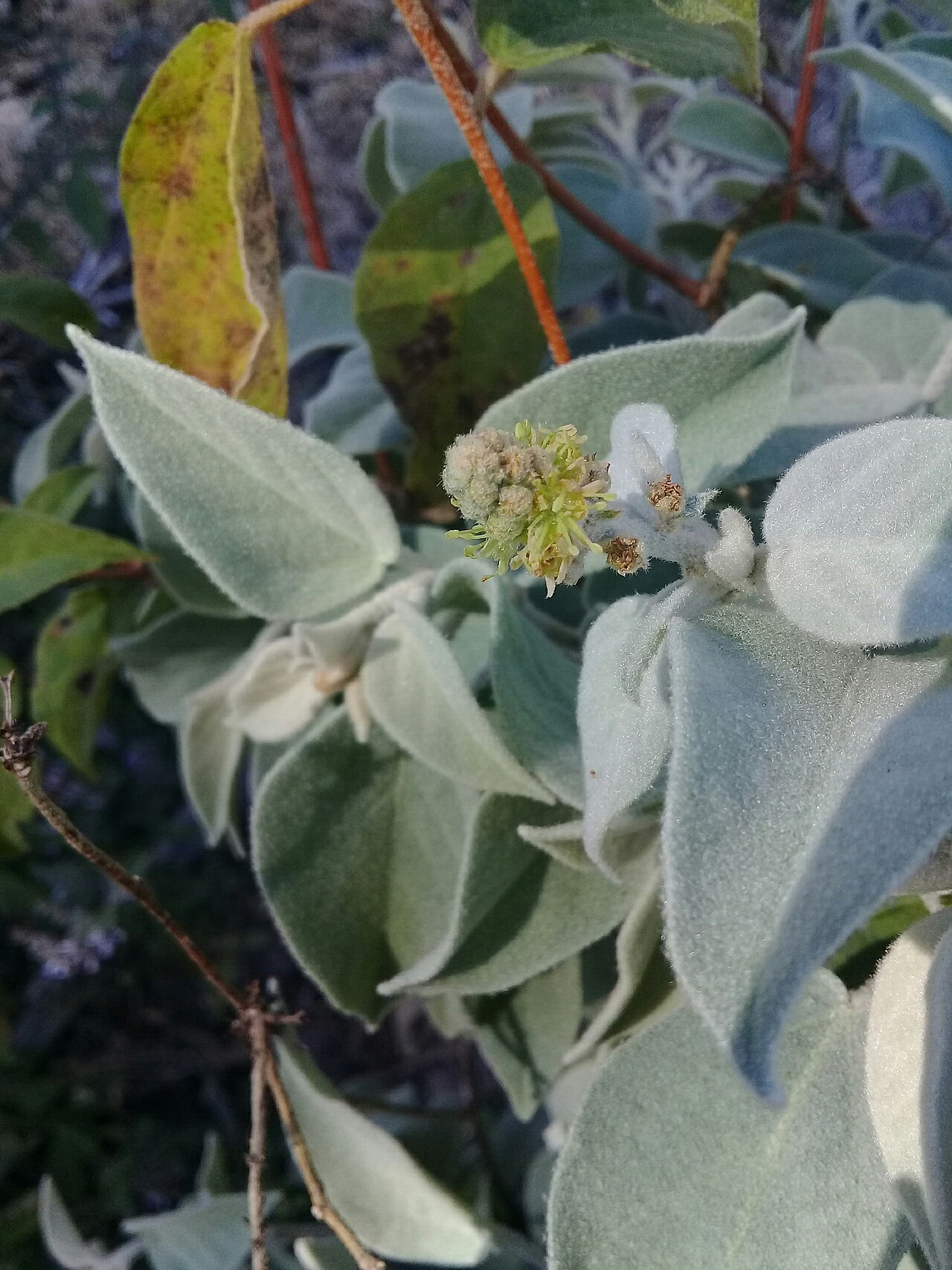 Croton adspersus