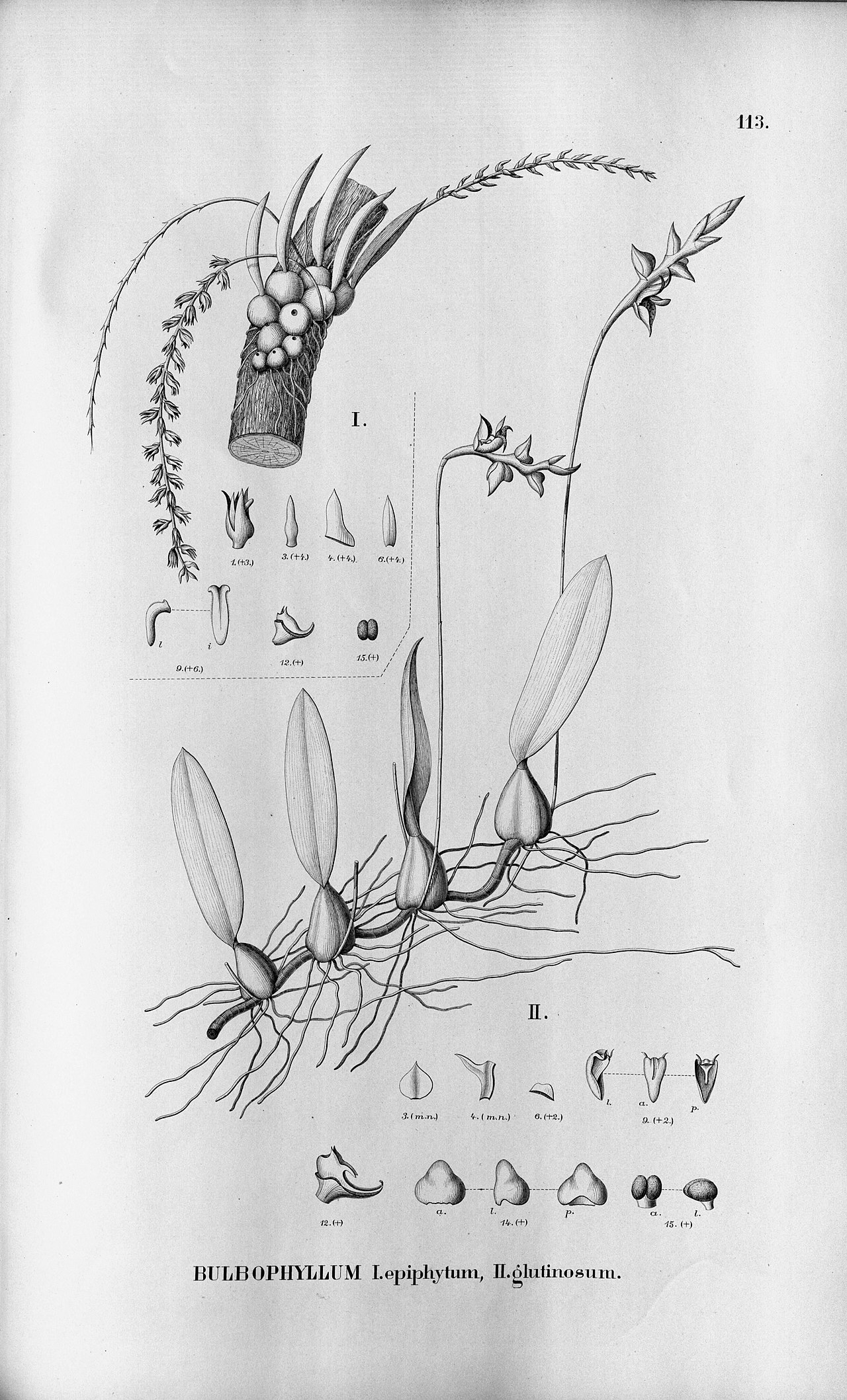 Bulbophyllum glutinosum