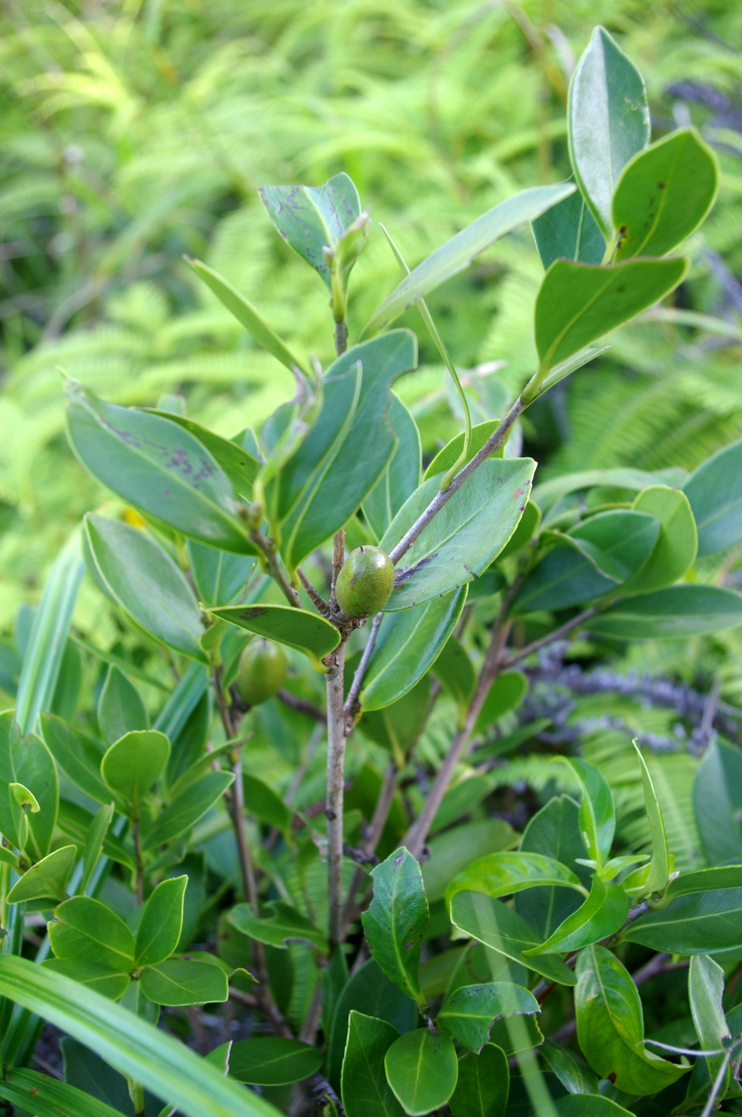 Camellia hengchunensis