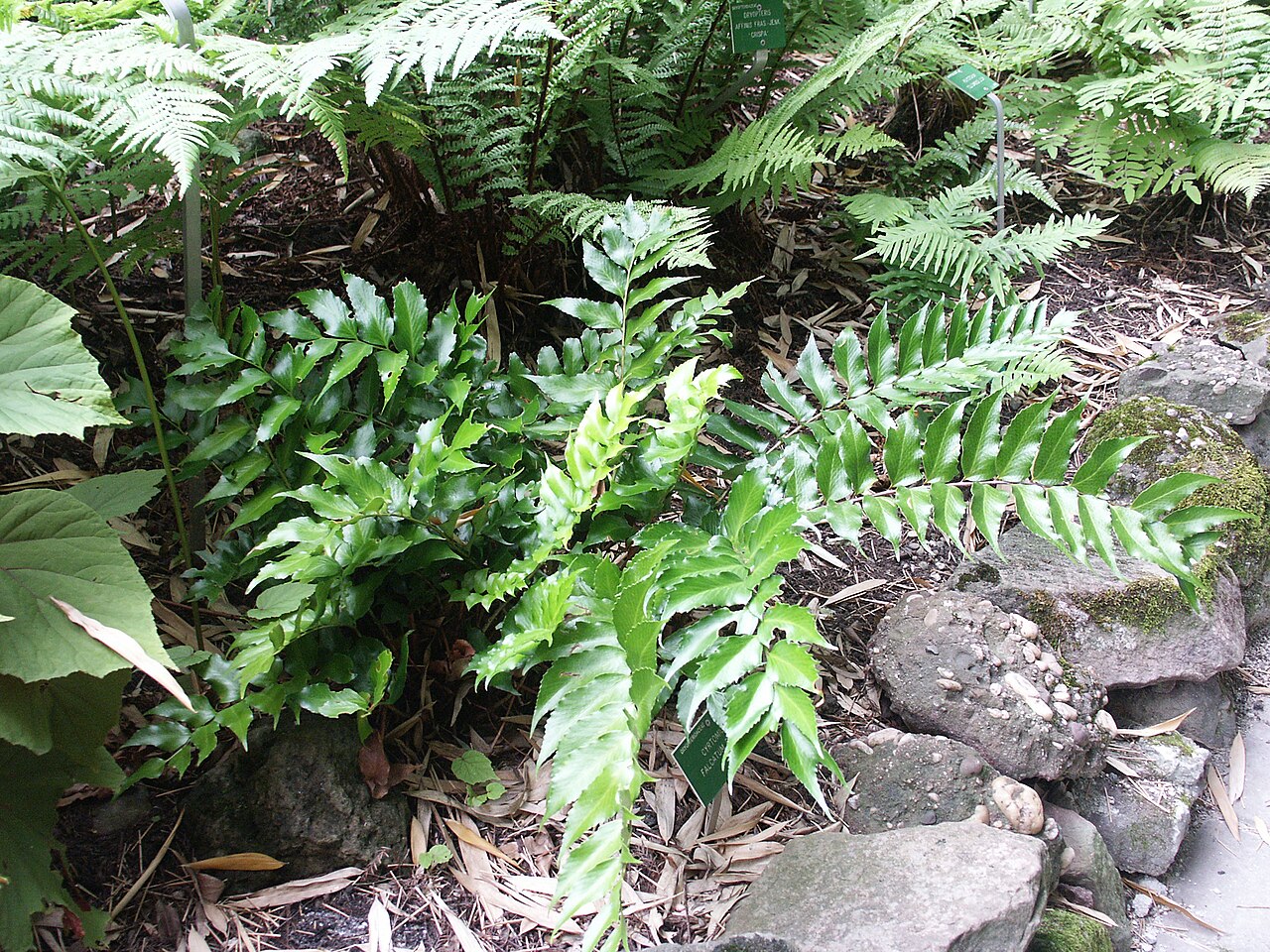 Cyrtomium falcatum