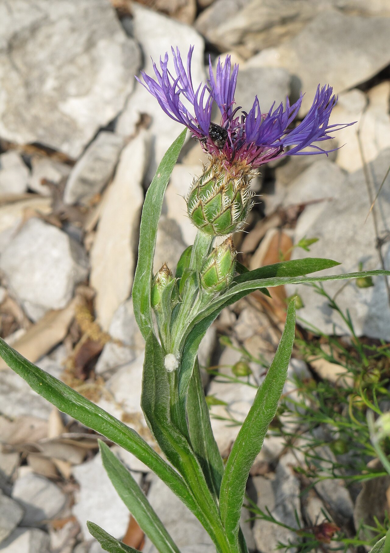 Centaurea triumfettii