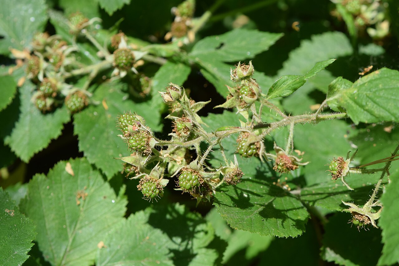 Rubus hirtus
