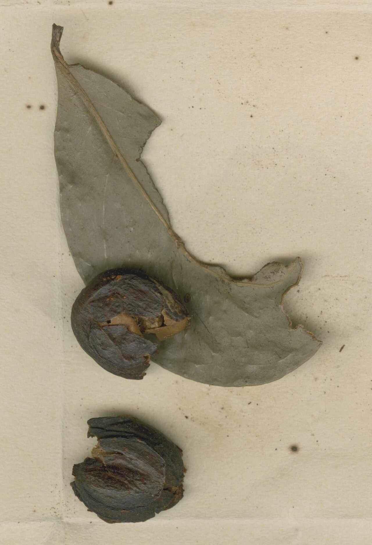 Coffea carrissoi
