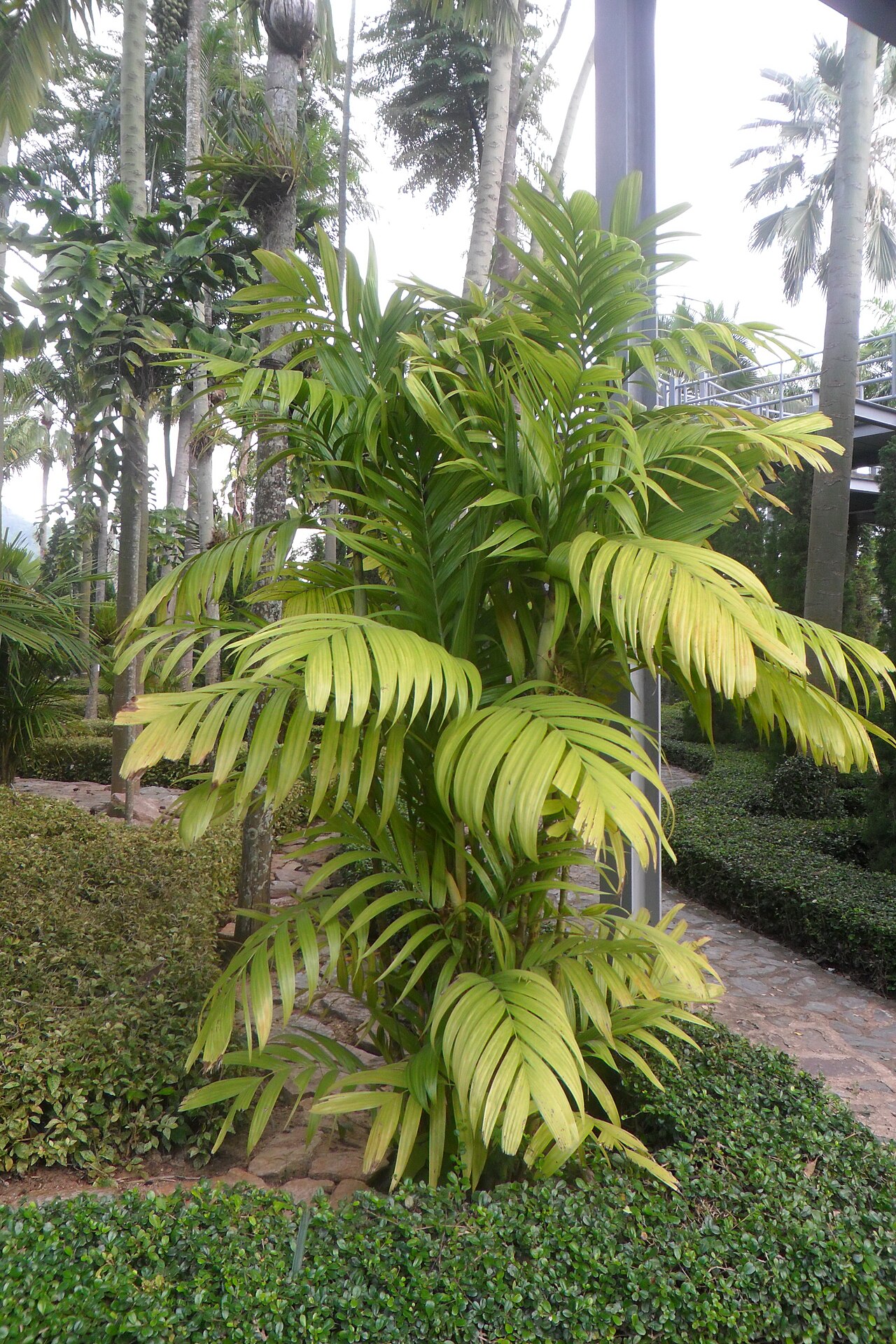 Areca triandra
