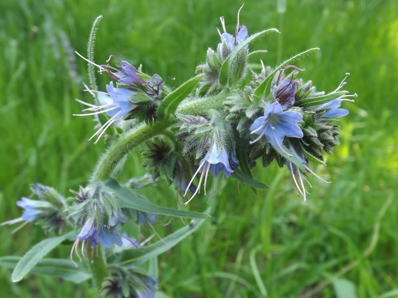 Echium lusitanicum