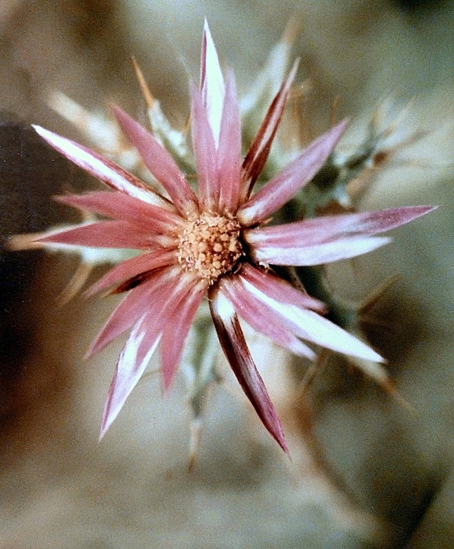 Carlina lanata