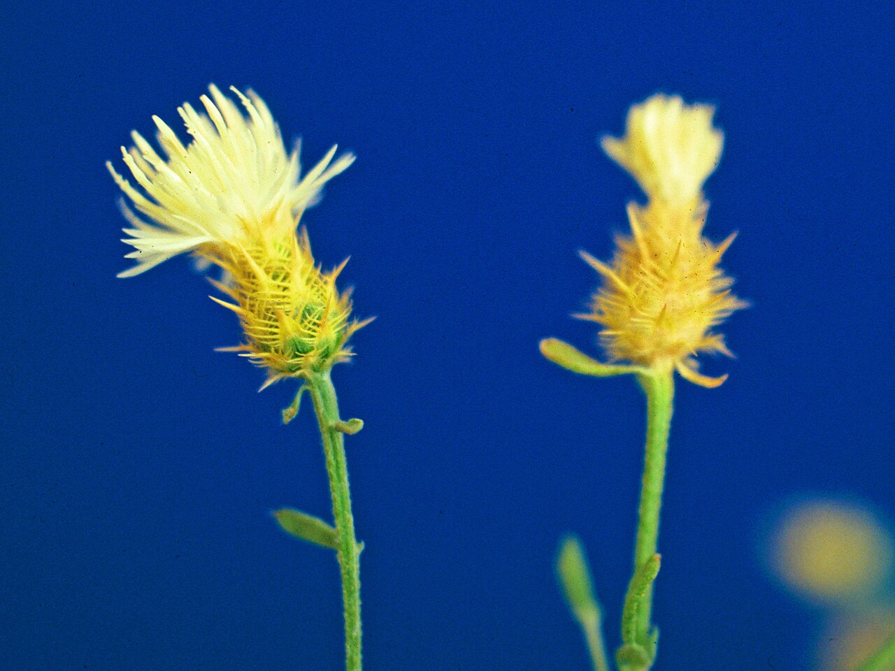 Diffuse knapweed