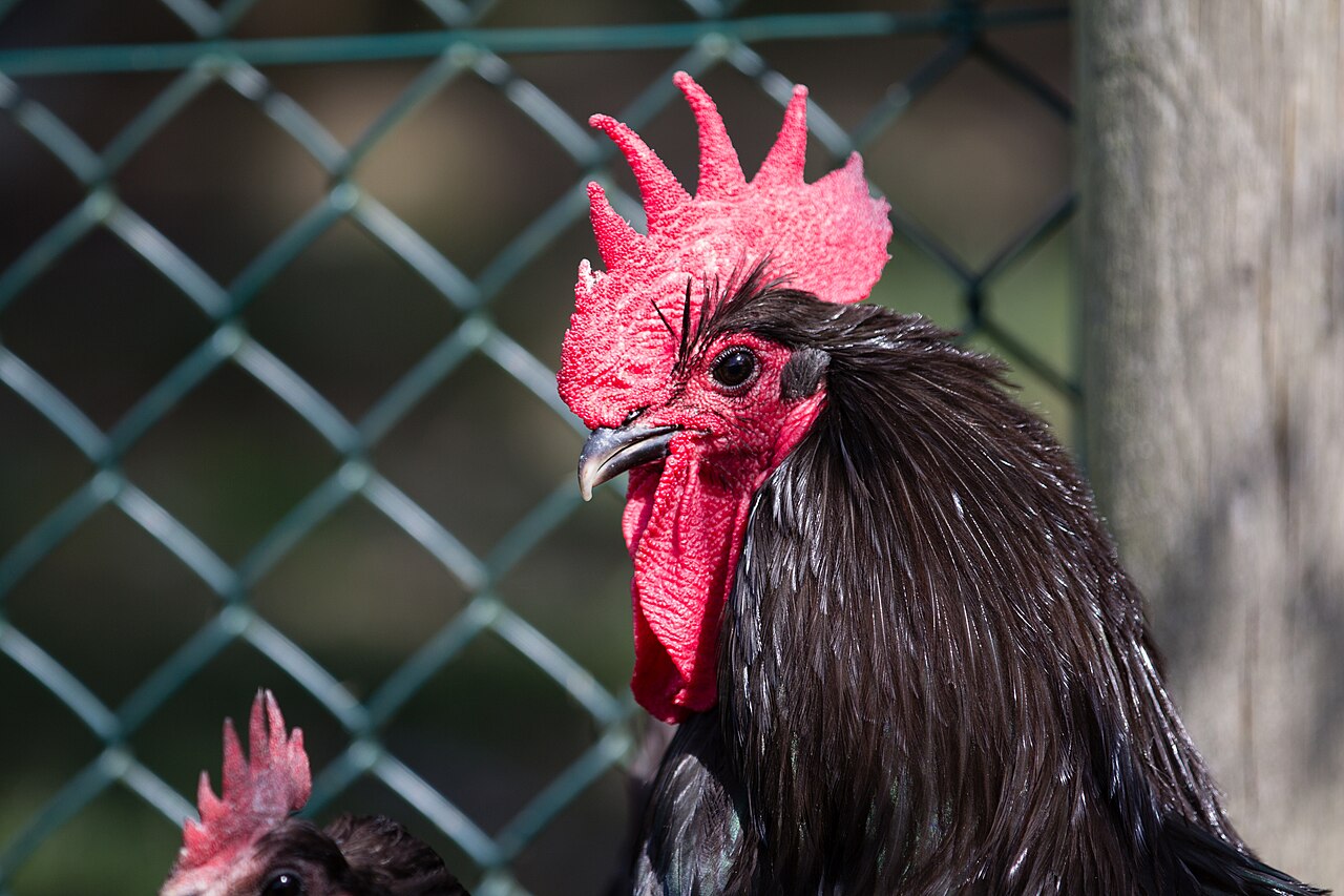 Poule de Janzé