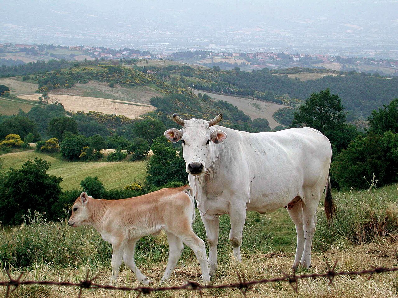 Chianina