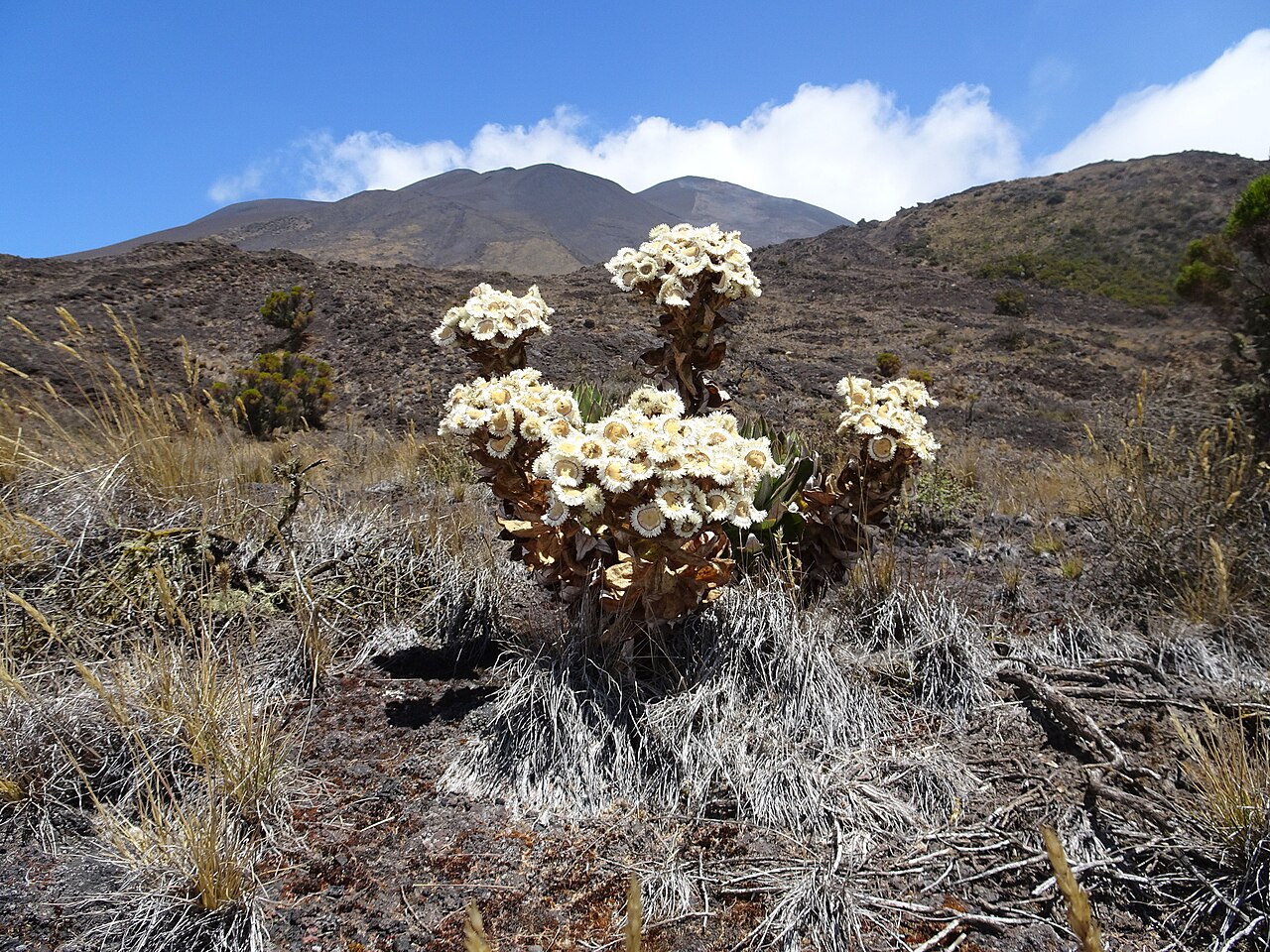 Helichrysum mannii