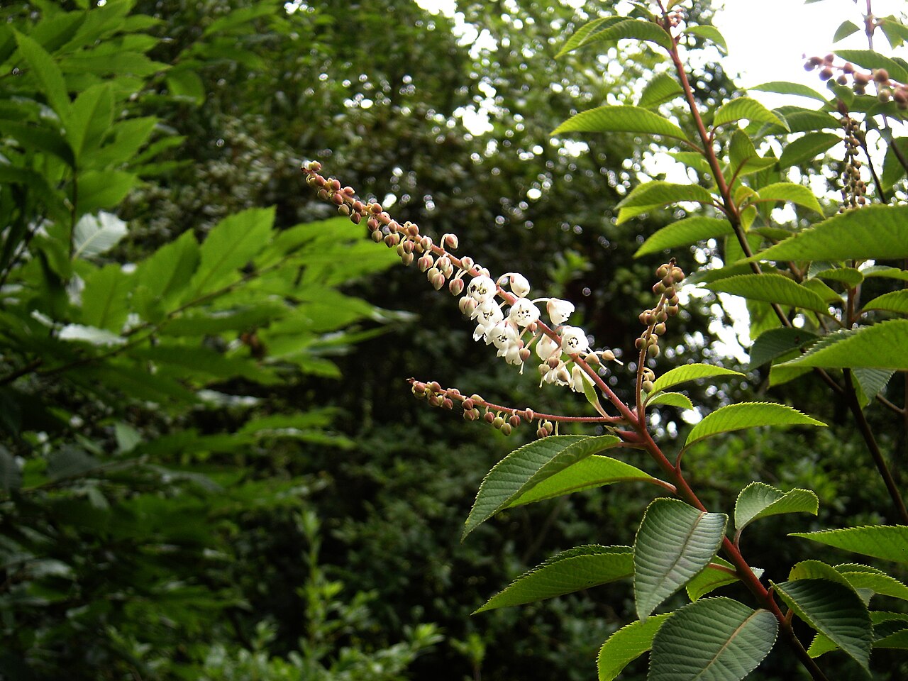 Clethra delavayi
