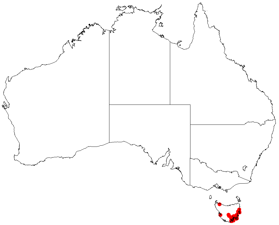 Lepidosperma oldfieldii