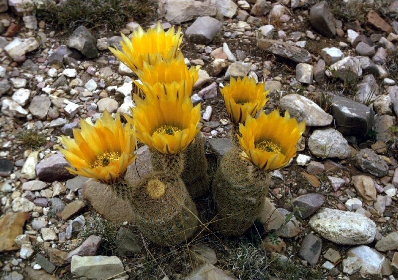 Echinocereus dasyacanthus