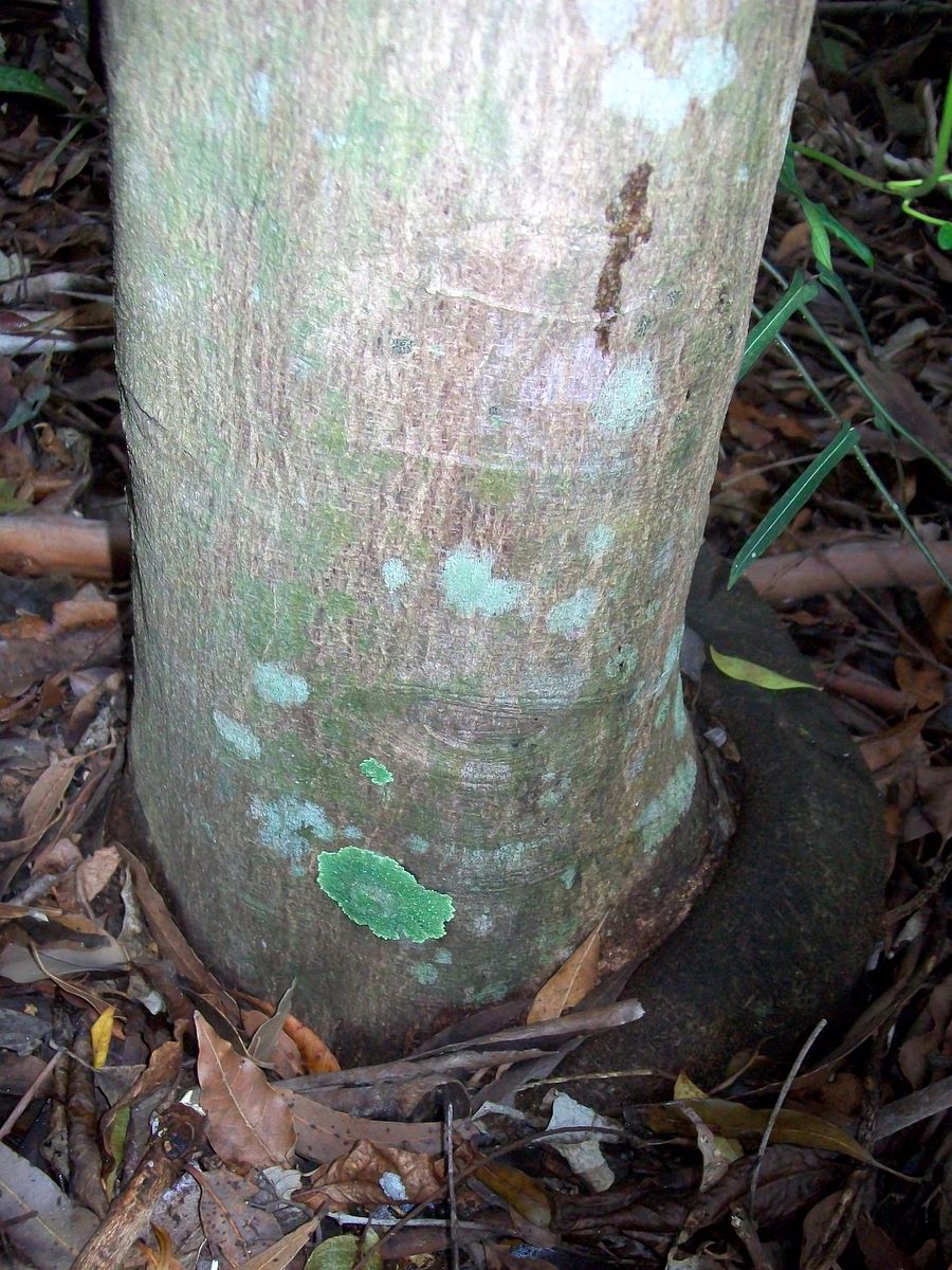 Acronychia suberosa