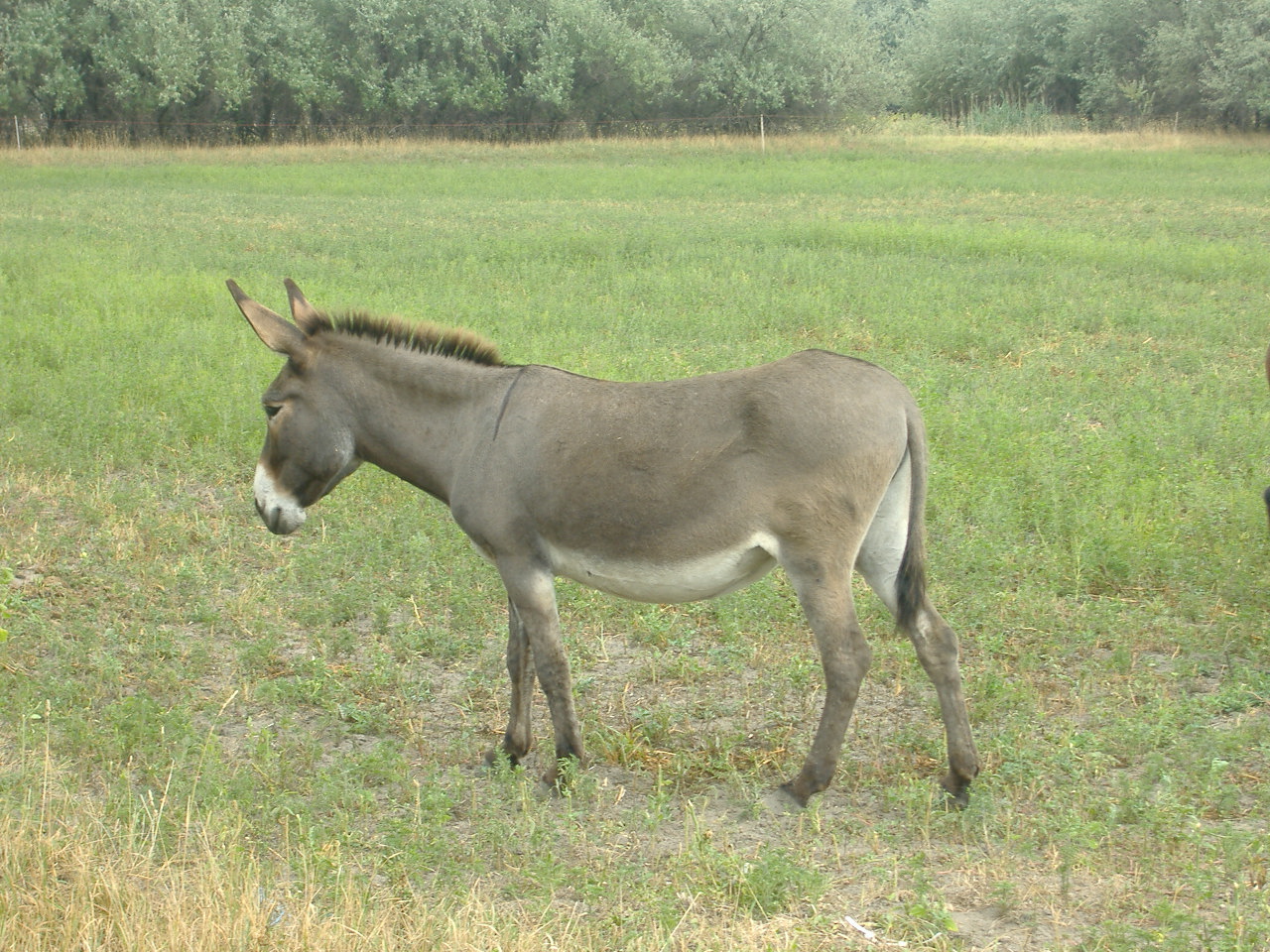 Parlagi szamár
