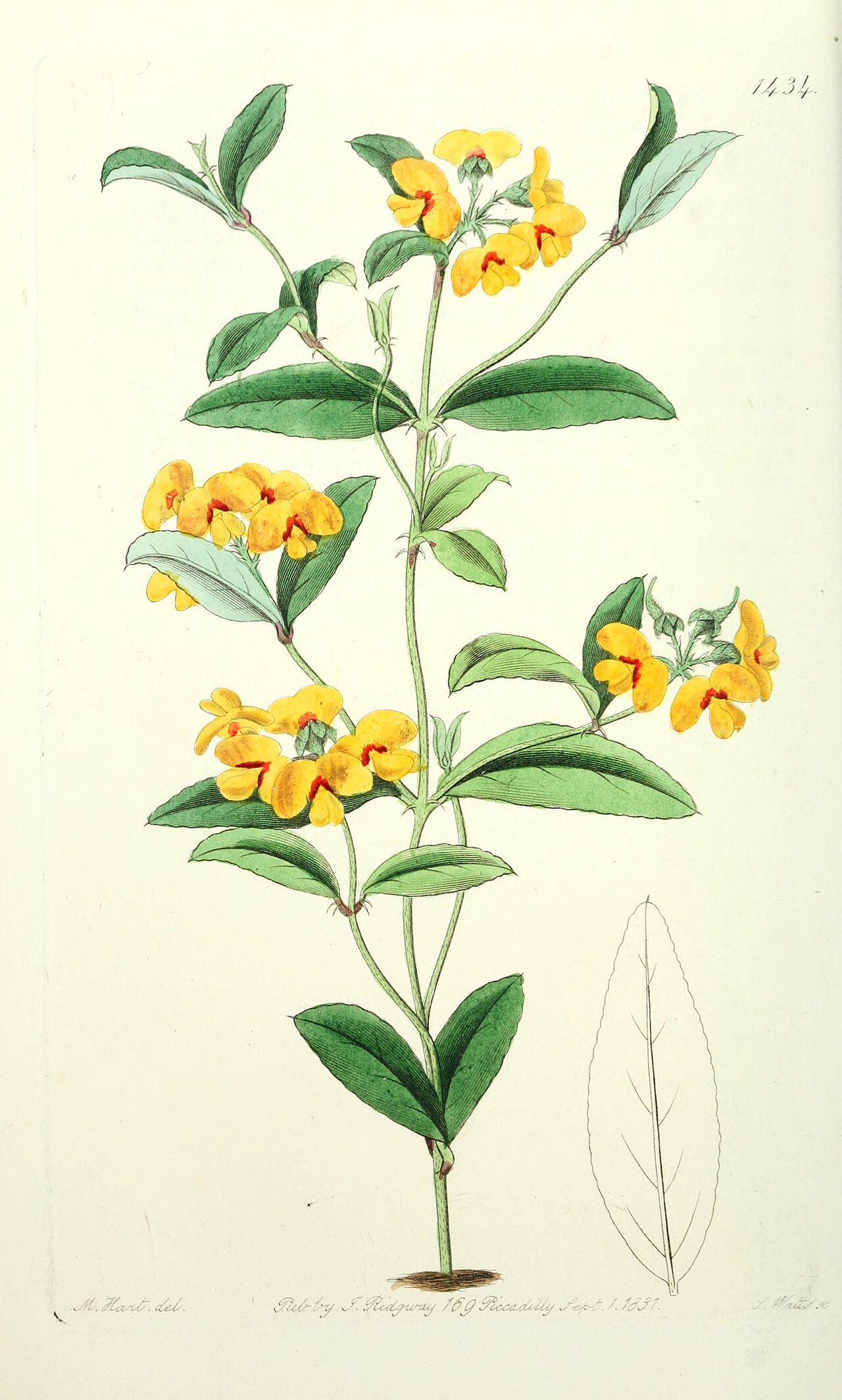 Podolobium scandens