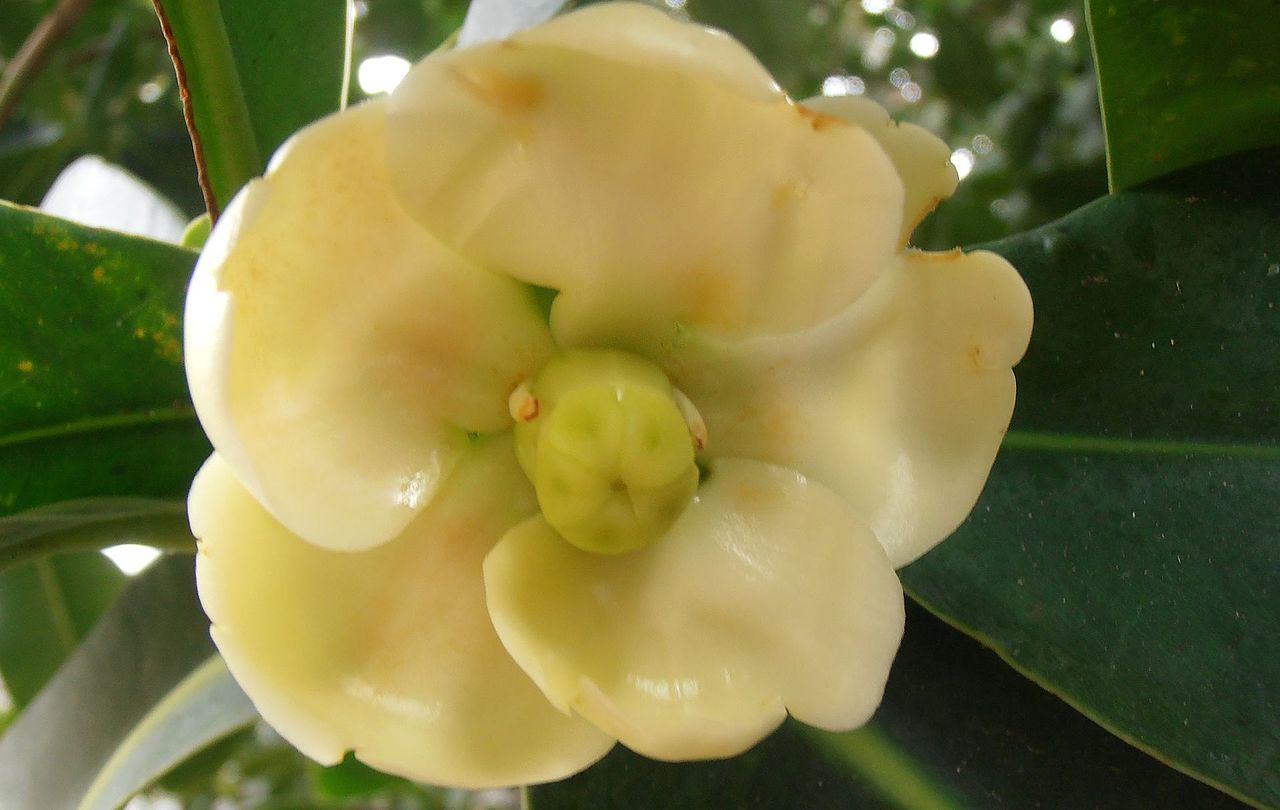 Clusia brittonii