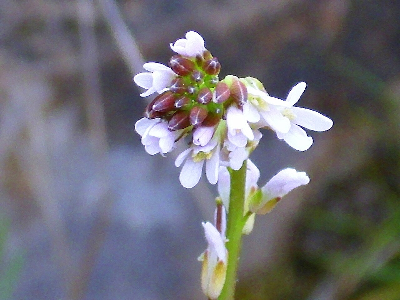Arabis nemorensis