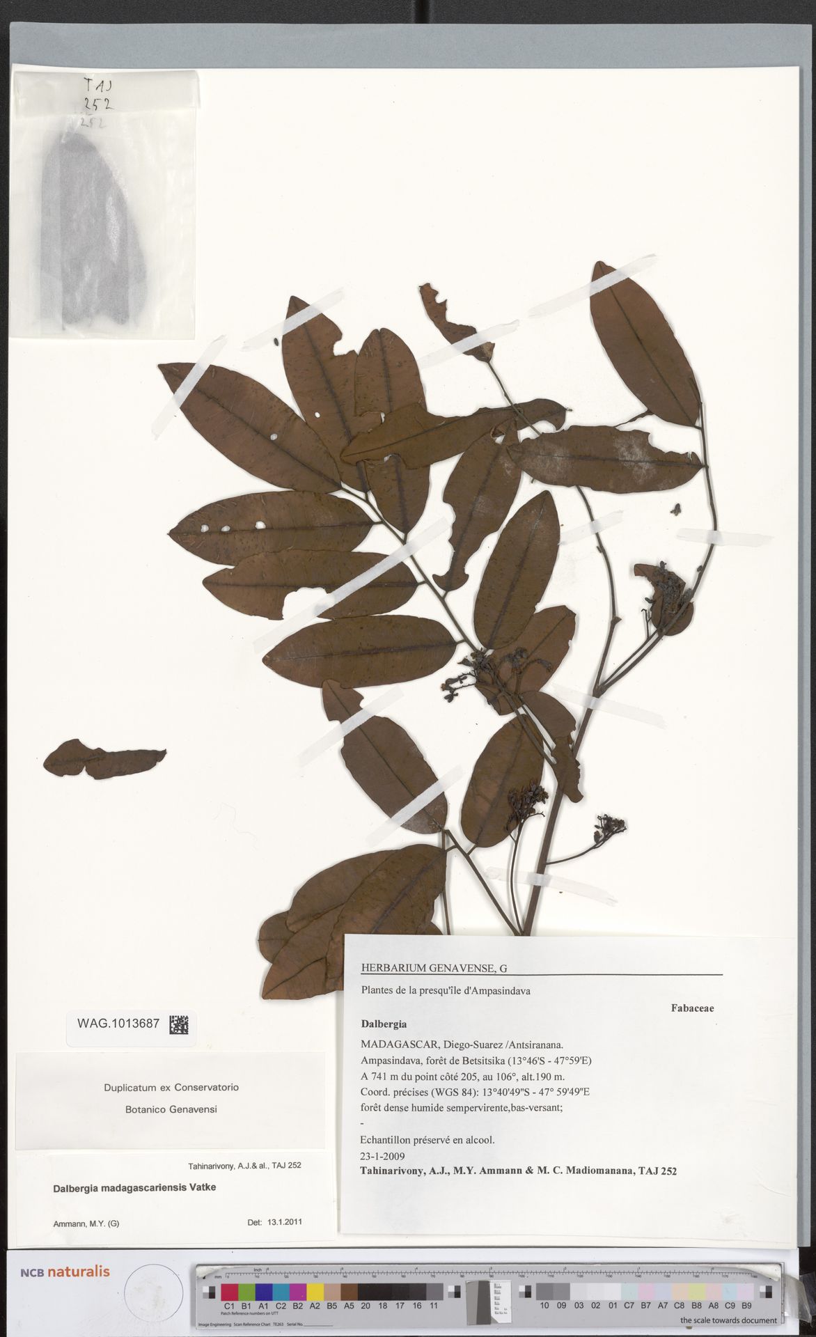 Dalbergia madagascariensis