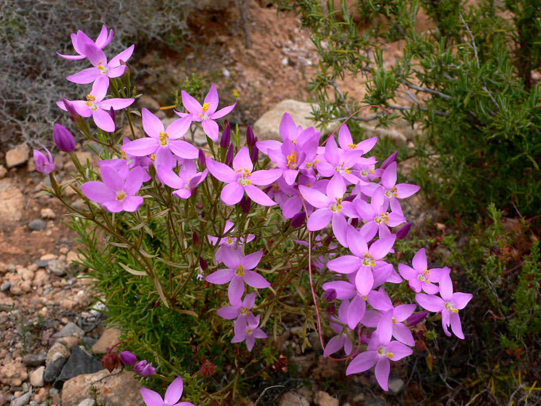 Centaurium quadrifolium