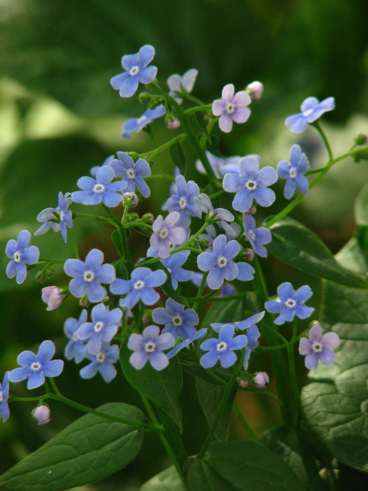 Brunnera sibirica