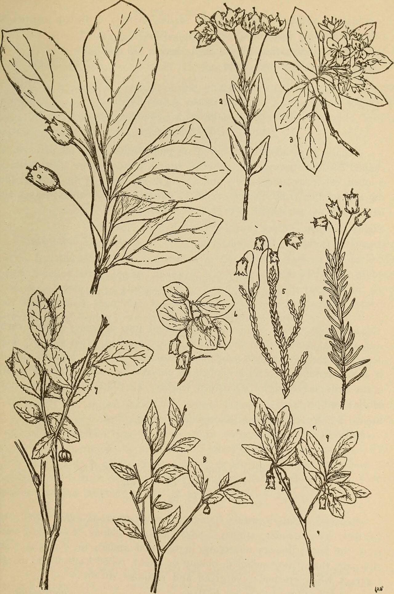 Gaultheria myrtillus