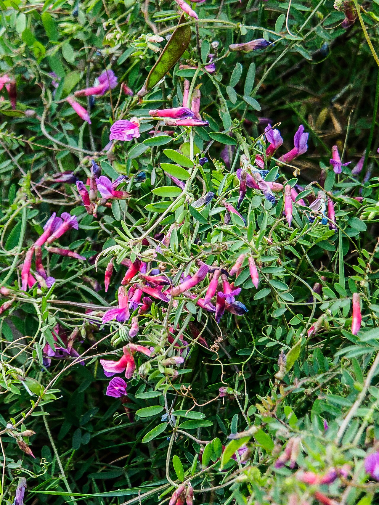 Vicia cretica