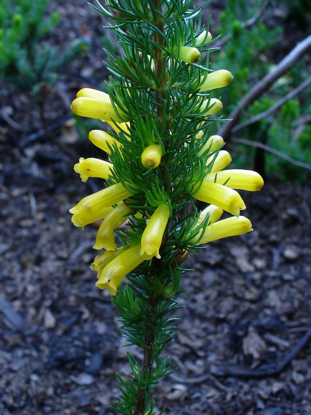 Erica patersonii