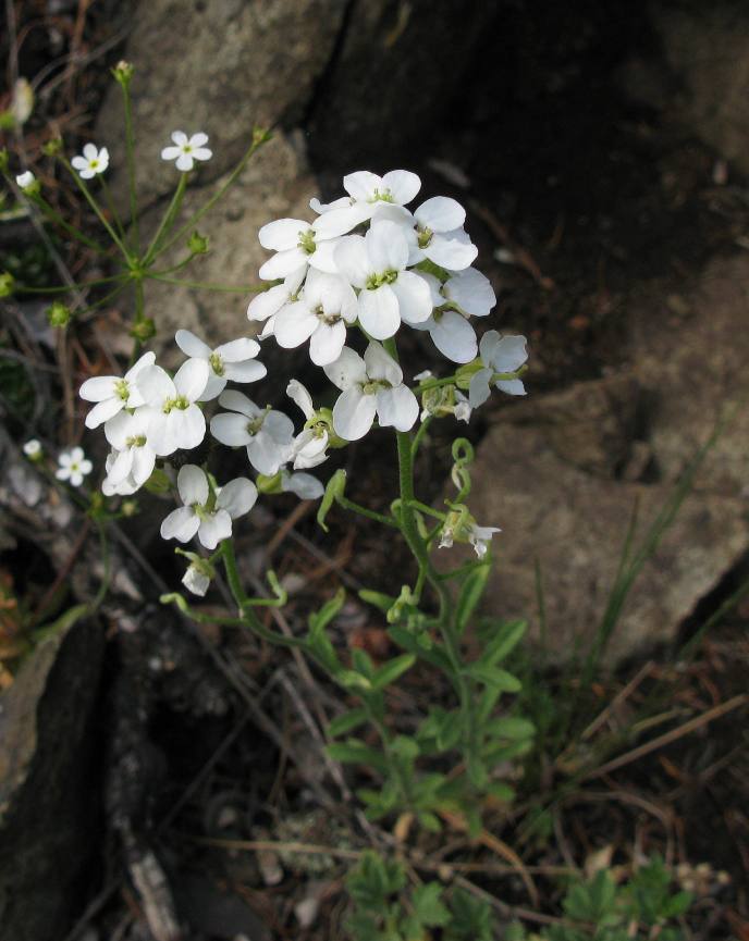 Stevenia cheiranthoides