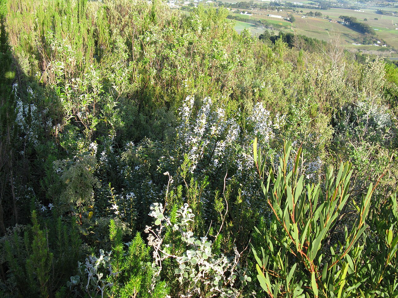 Agathosma crenulata