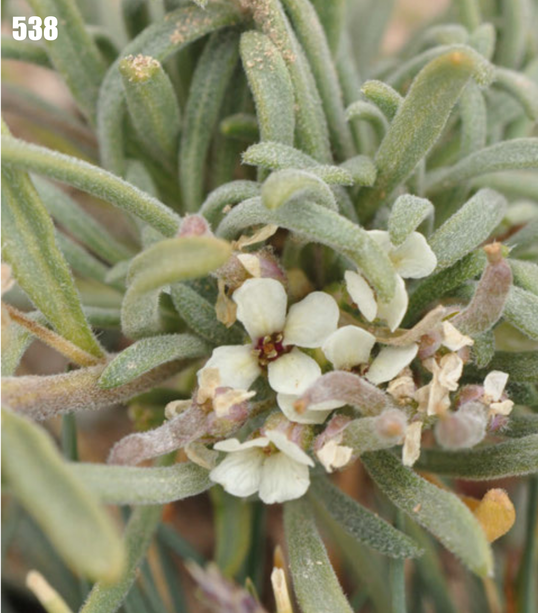 Braya pamirica