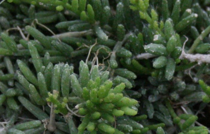 Rhipsalis mesembryanthemoides