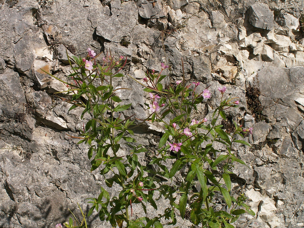 Epilobium montanum