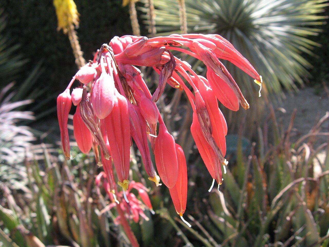 Red yucca