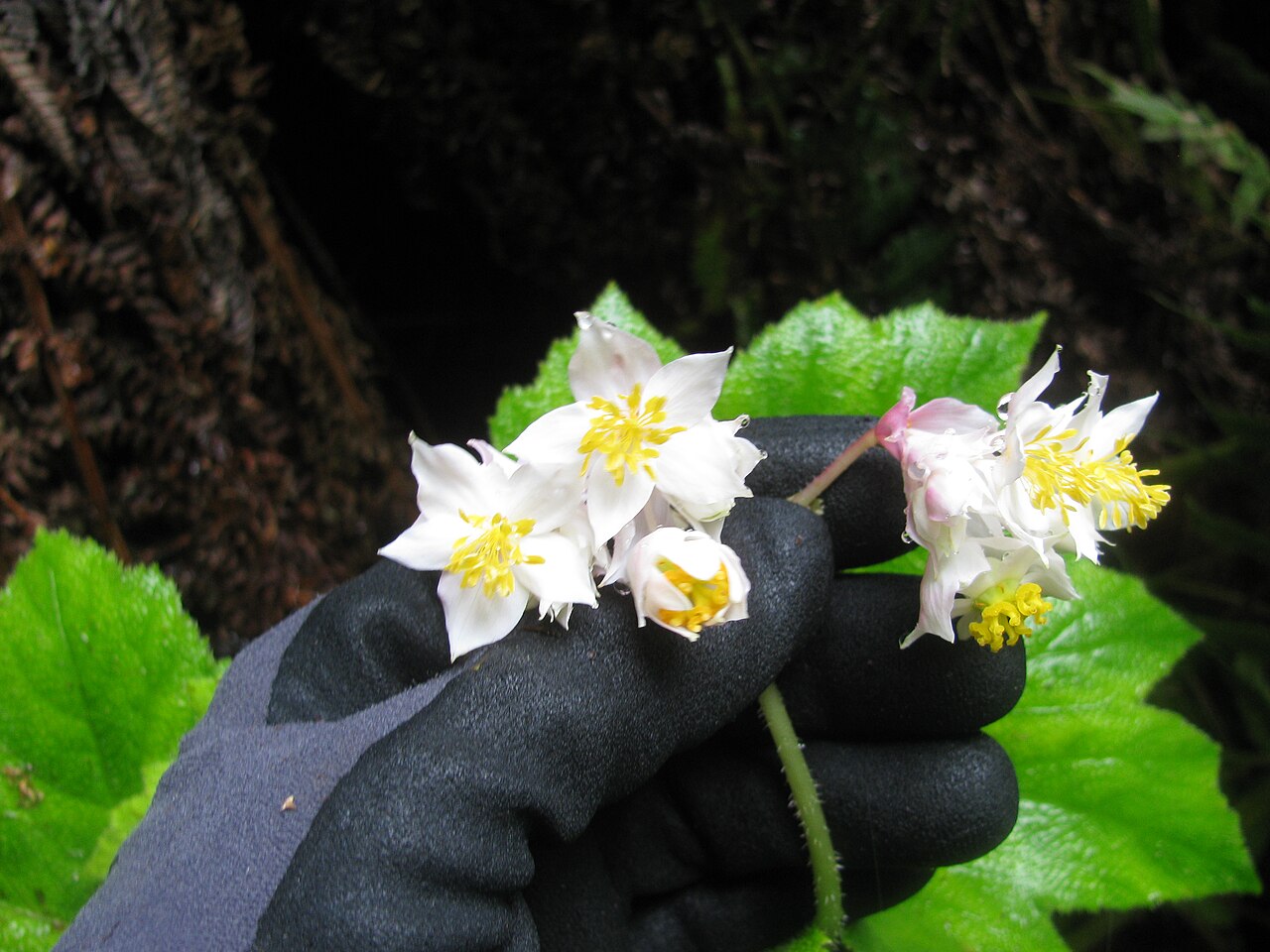 Hillebrandia sandwicensis