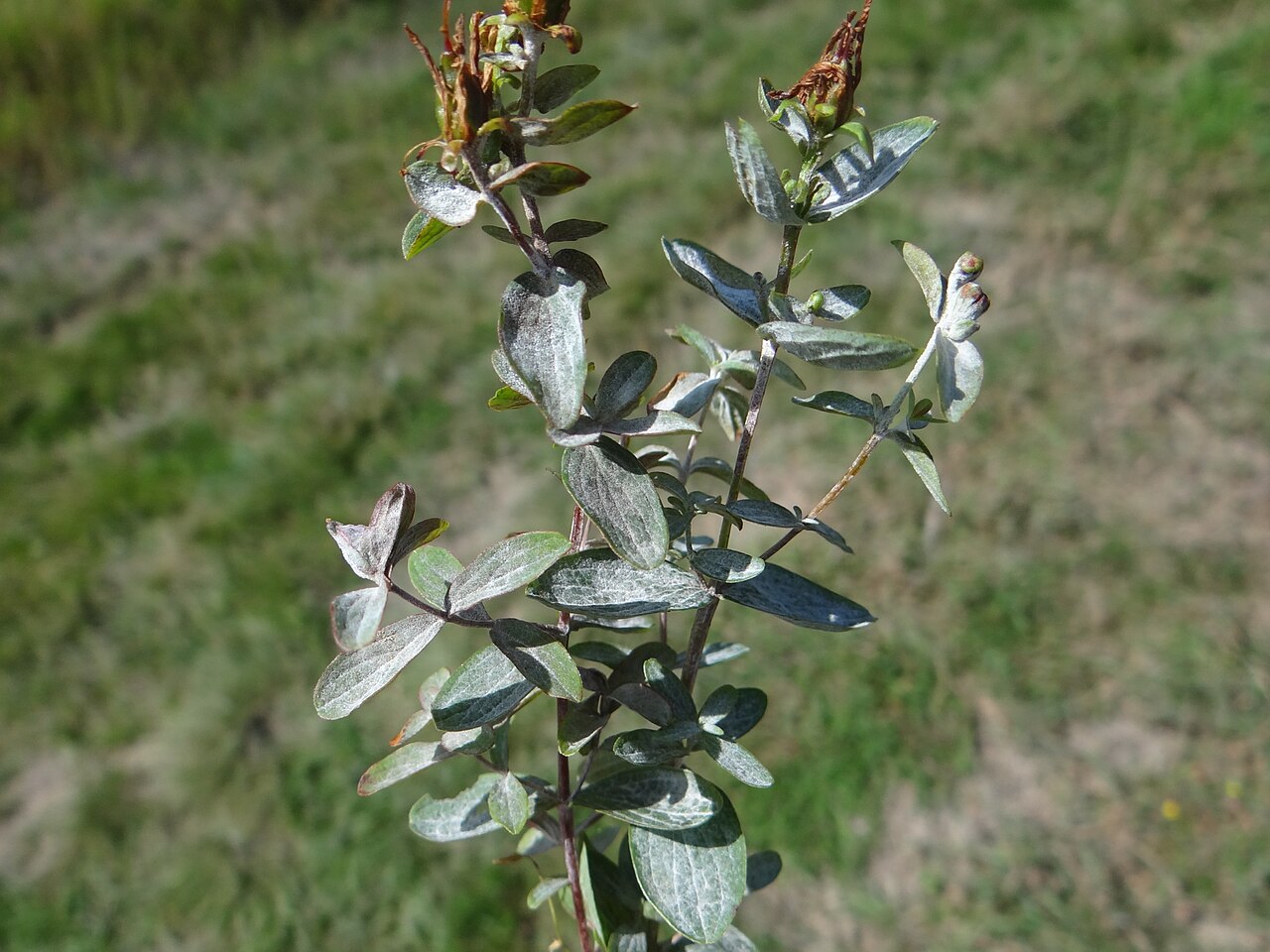 Erysiphe hyperici