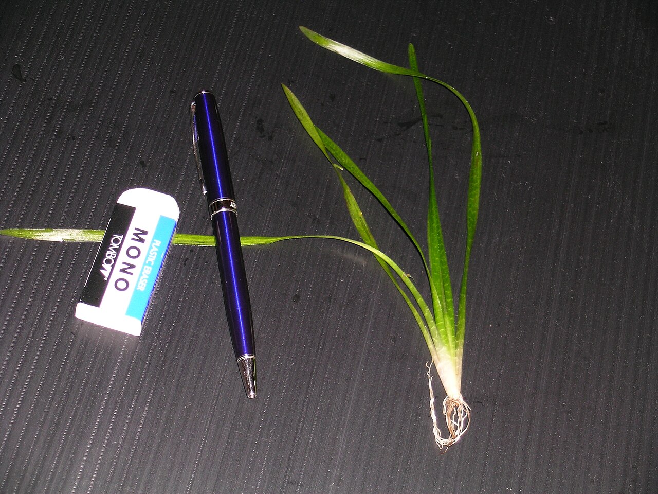 Vallisneria natans