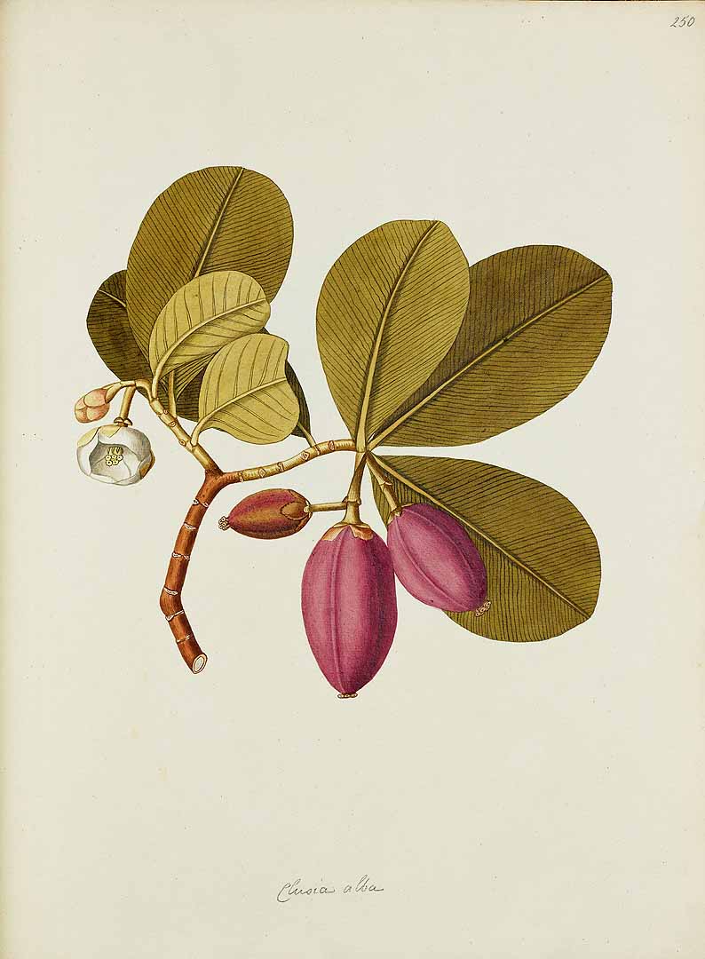 Clusia major