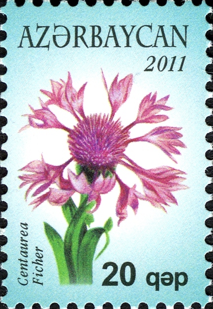 Centaurea cheiranthifolia