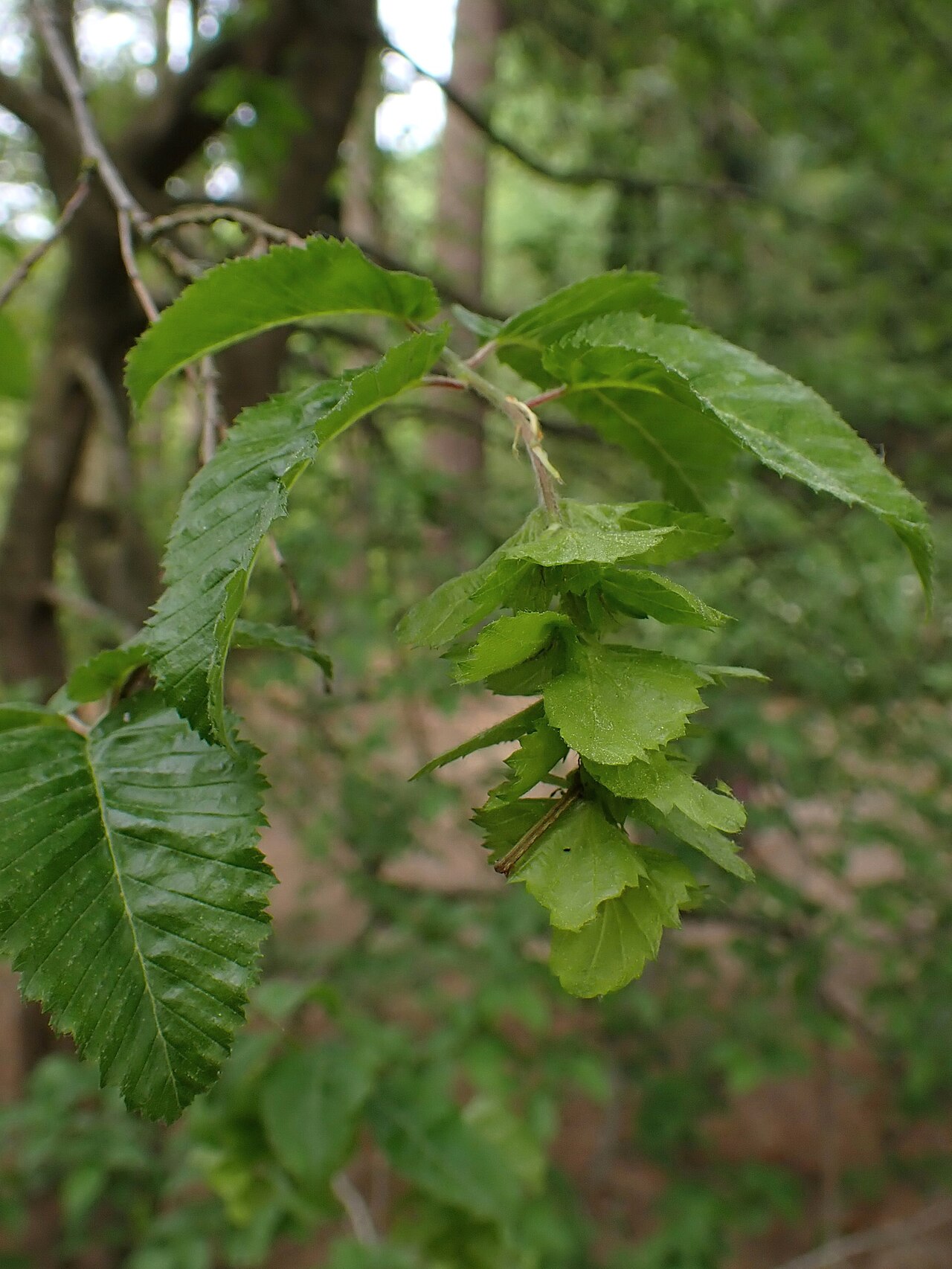 Oriental hornbeam