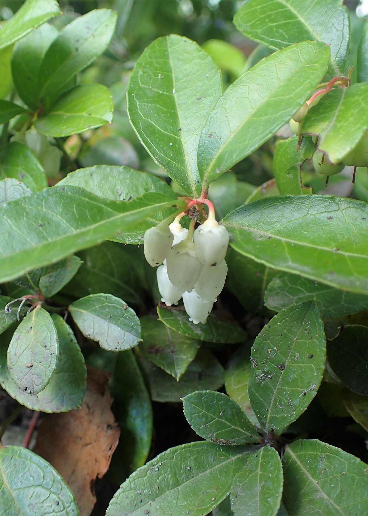 Gaultheria procumbens