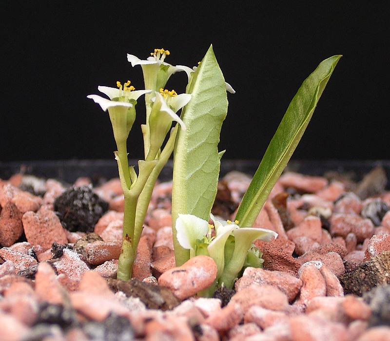 Euphorbia primulifolia
