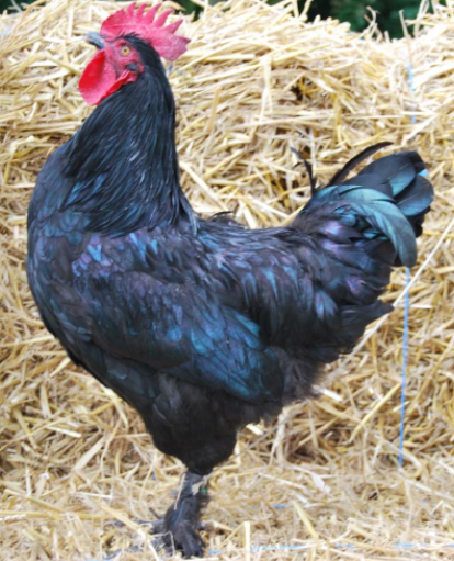 Estaires chicken