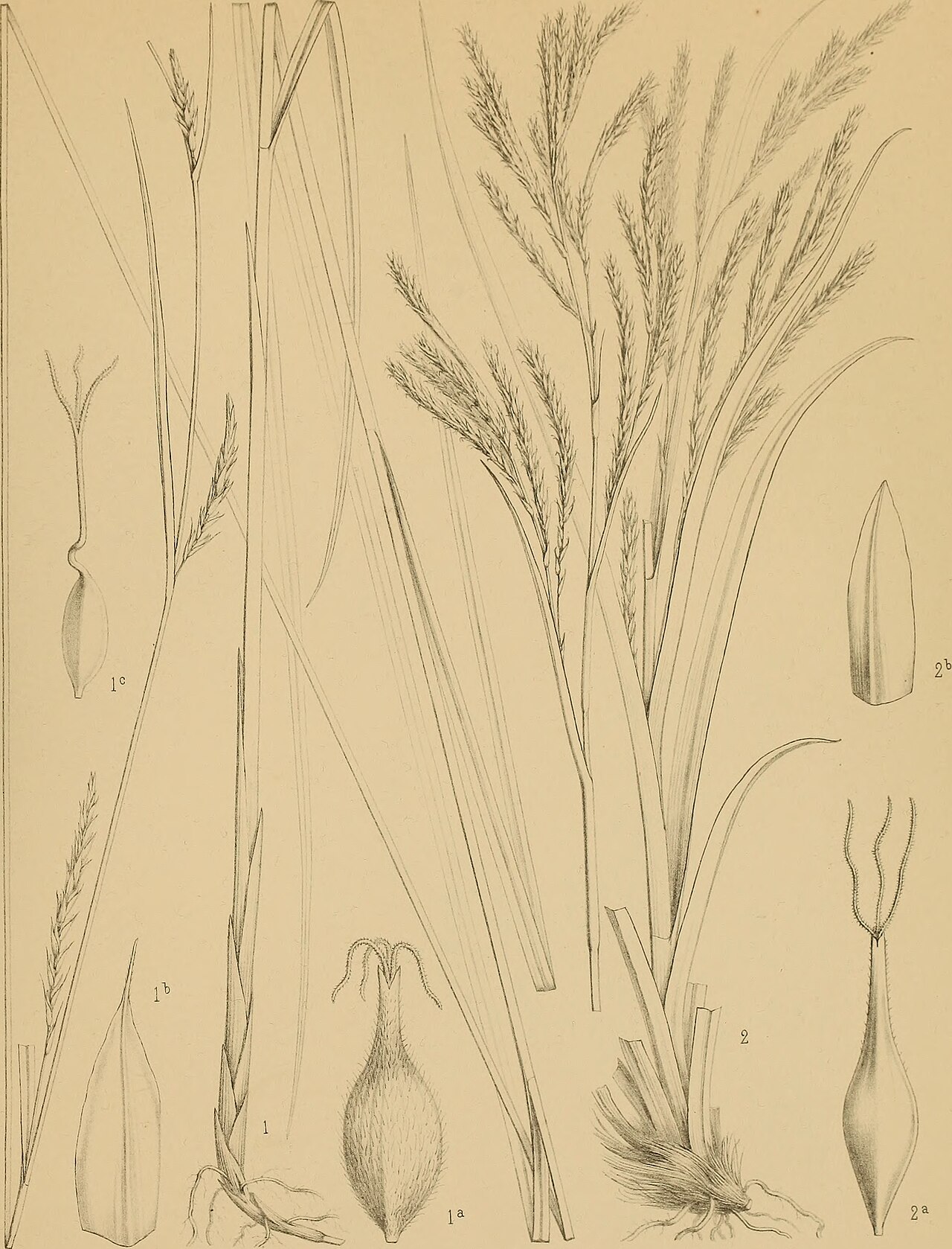 Carex miyabei